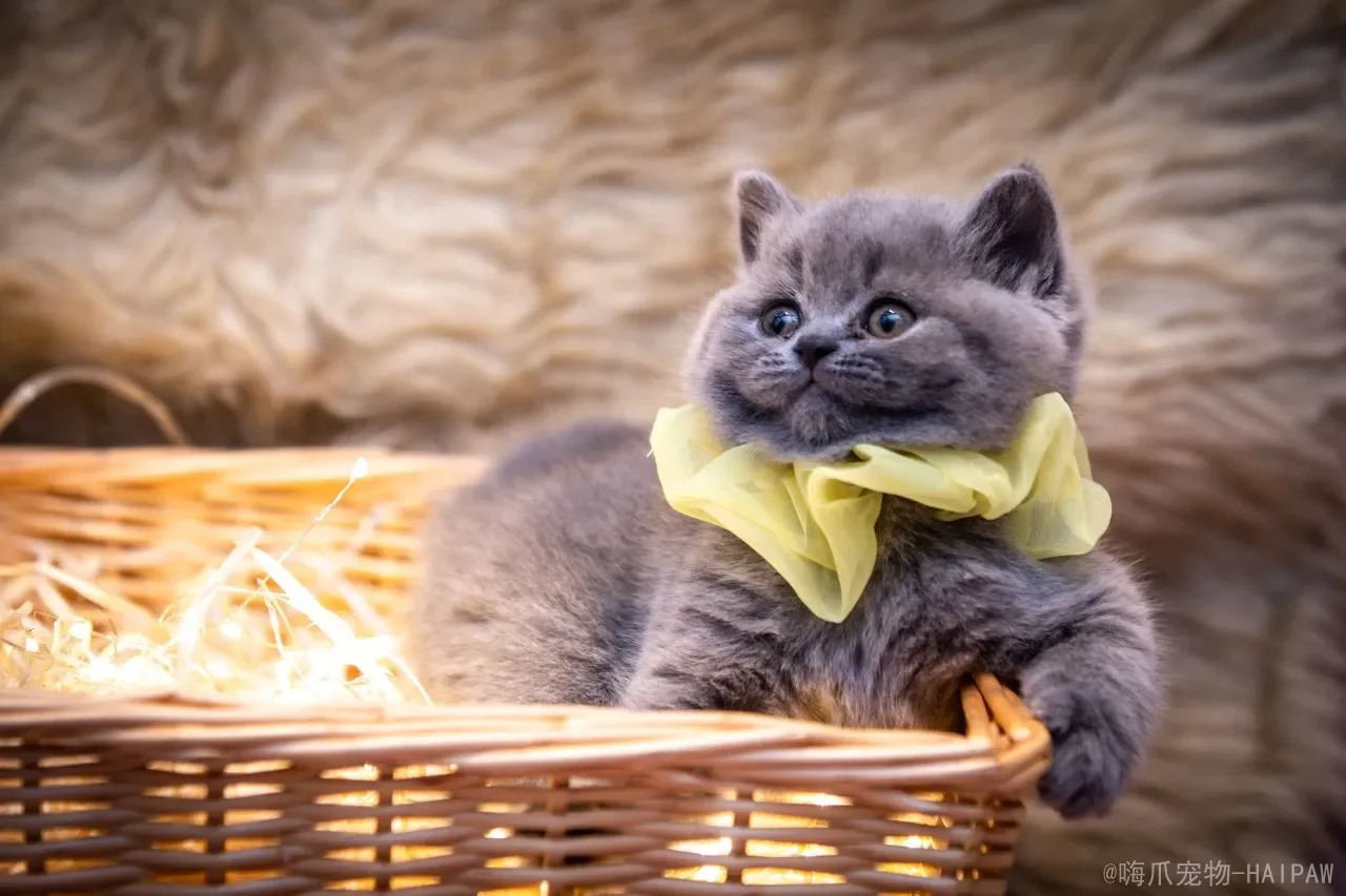 猫咪不喝水怎么办？从饮水天性到科学补水的完整实操方案