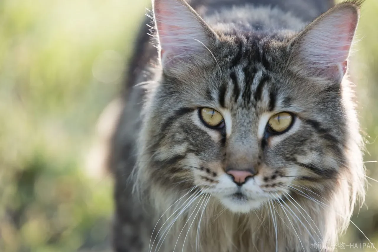猫咪鼻子发白别急着补血：从受凉到内脏出血，5种可能性的鉴别与饮食调理