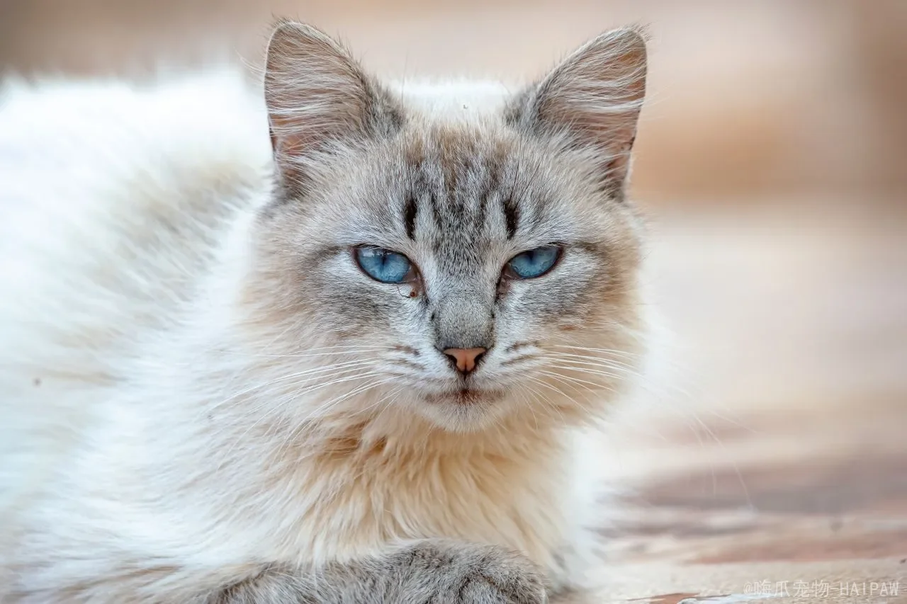 猫咪吃螃蟹安全指南：幼猫致命风险与成猫喂食红线，兽医逐条拆解
