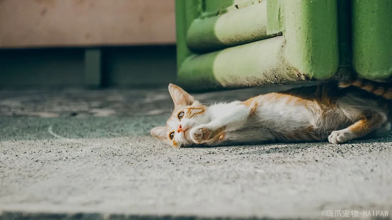 猫为什么总爱磨爪子？从本能需求到猫抓板引导的完整方案