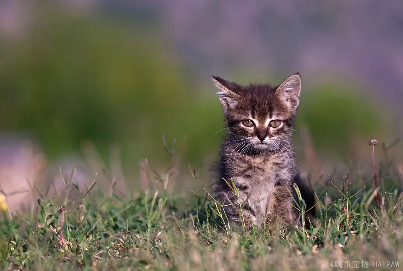 猫的体温到底怎么测？从正常范围到发烧判断的完整方法