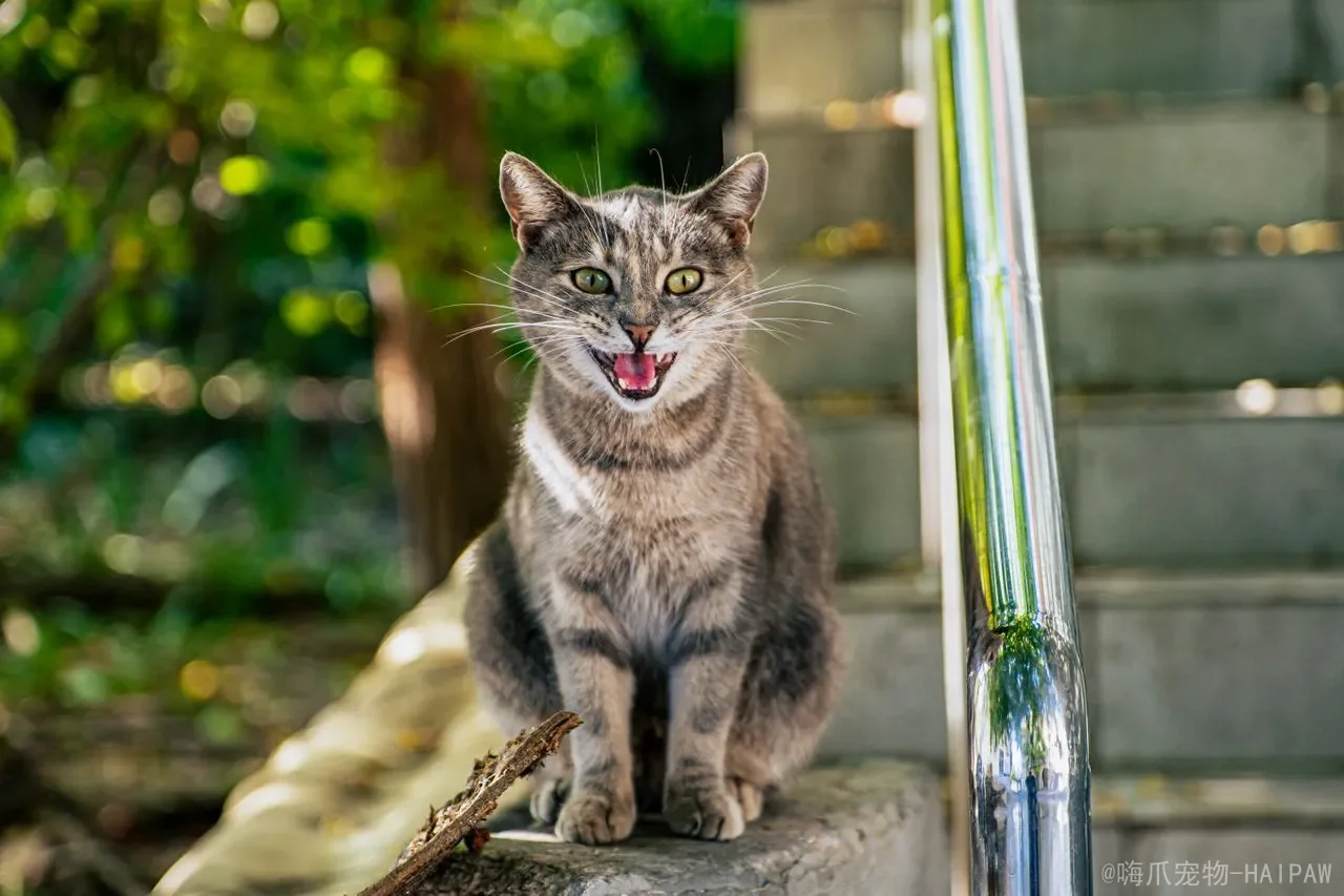 猫的洗牙到底该不该做？从牙结石到麻醉风险的完整分析