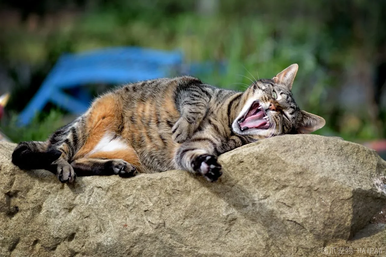 多猫家庭的猫砂盆到底该怎么布局？数量、位置与冲突管理