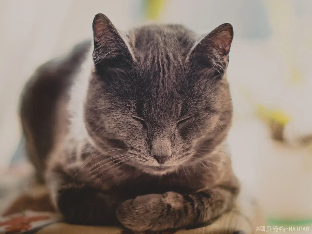 猫砂到底该怎么选？膨润土、豆腐砂、混合砂的全面对比