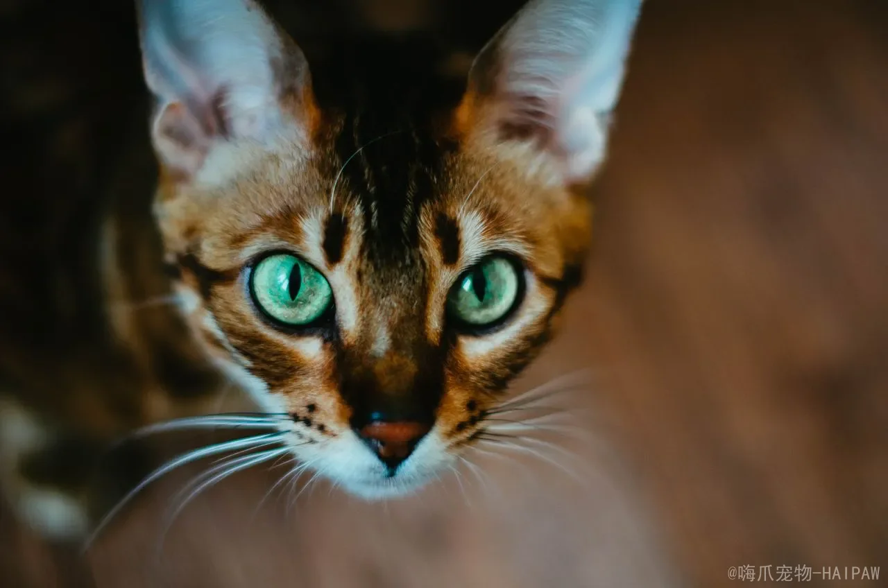 猫的维生素和矿物质需求：不只是蛋白质和脂肪