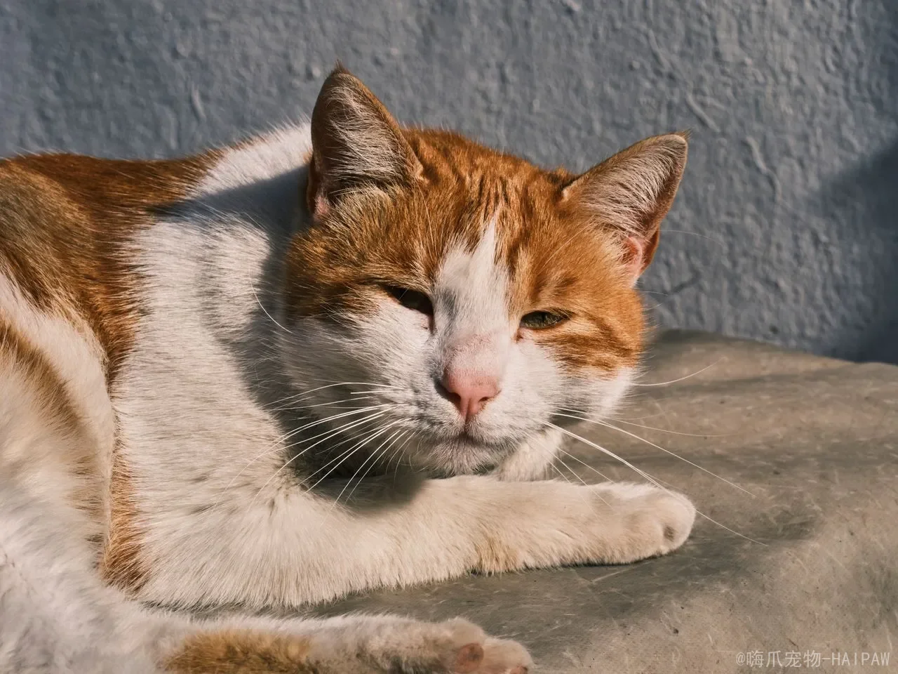 猫的呼吸道感染:从打喷嚏到肺炎的完整识别与护理 猫的呼吸道感染:从打喷嚏到肺炎的完整识别与护理
