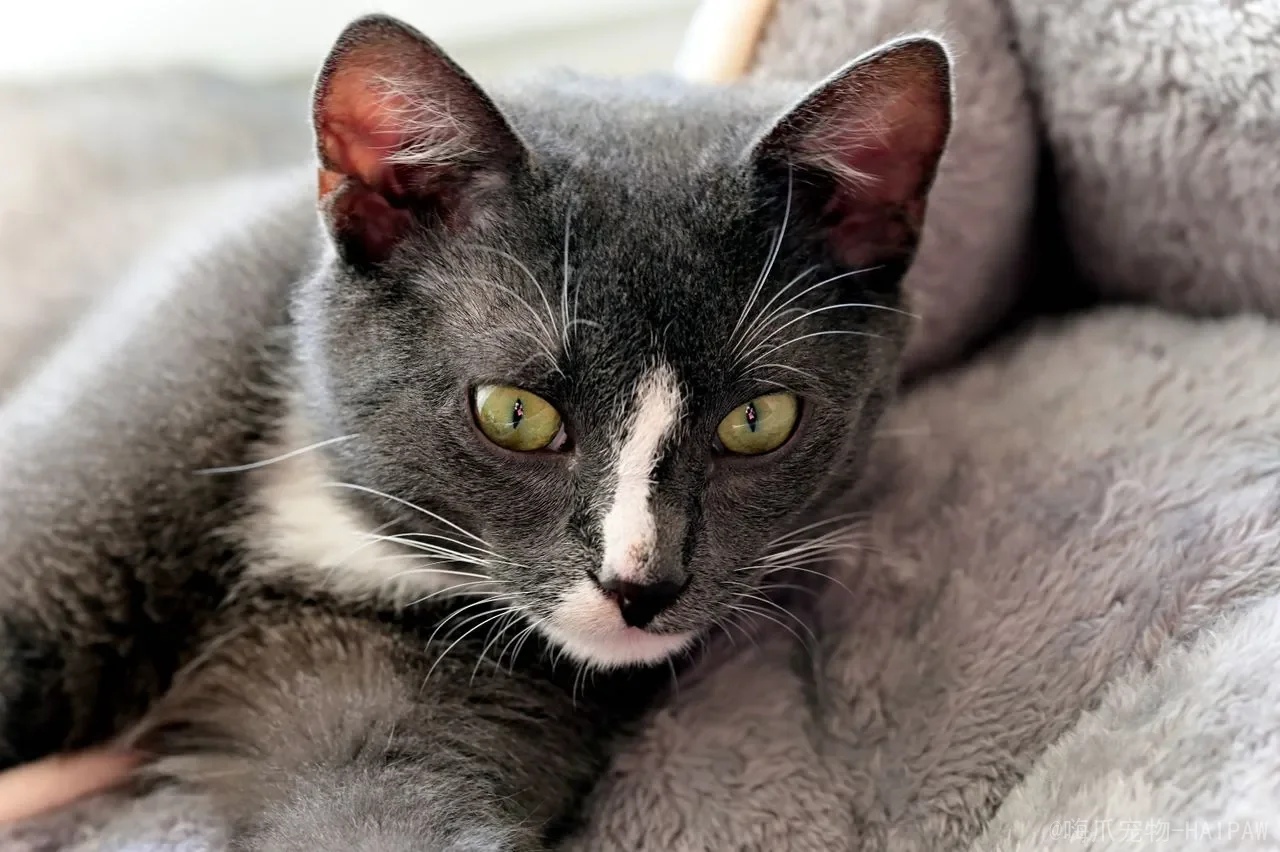 猫的叫声到底有多少种含义？从喵喵叫到嘶吼的完整解读