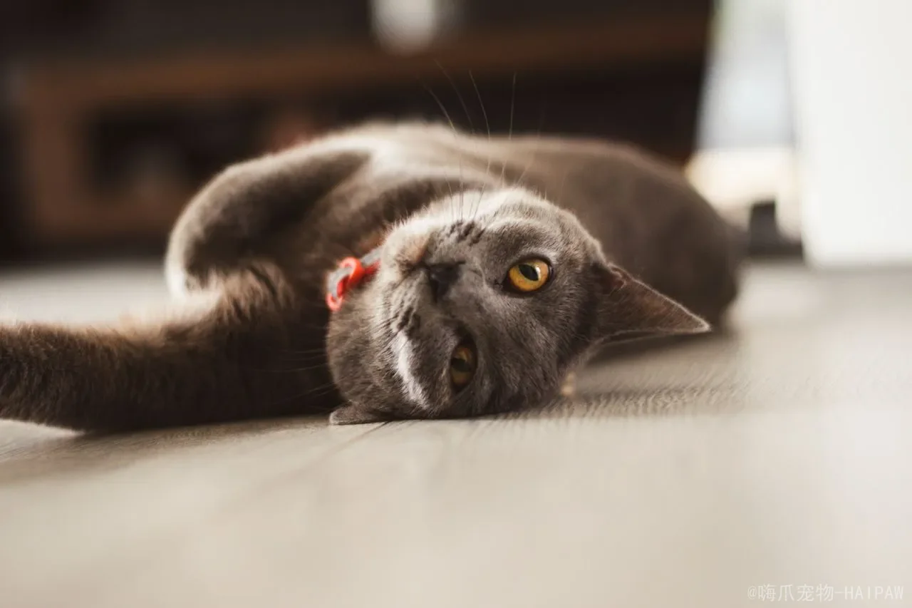 猫的药浴到底该怎么做？从适应症到操作步骤的完整方案