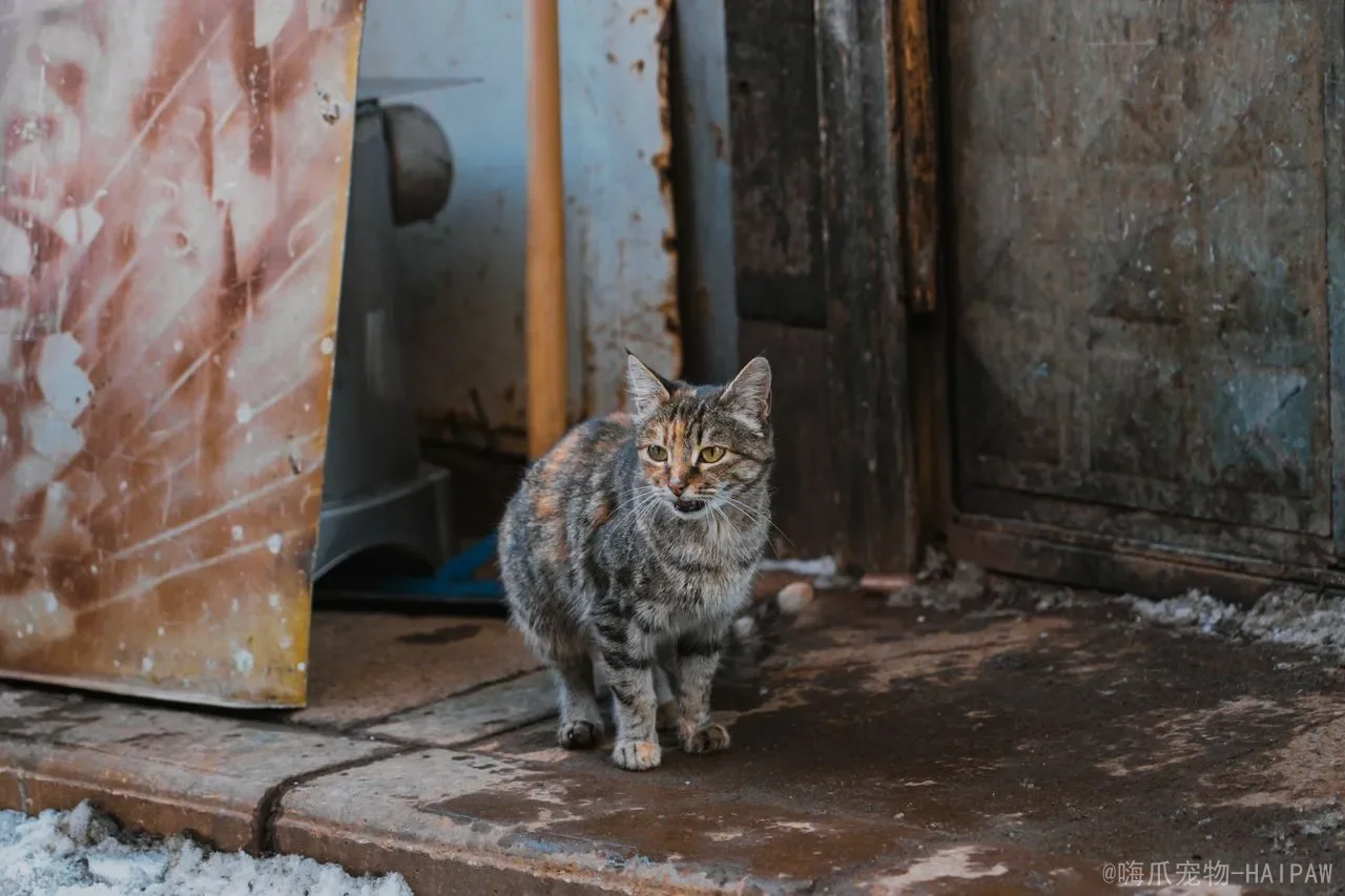 多猫家庭的新猫引入流程：从隔离到共处的完整步骤