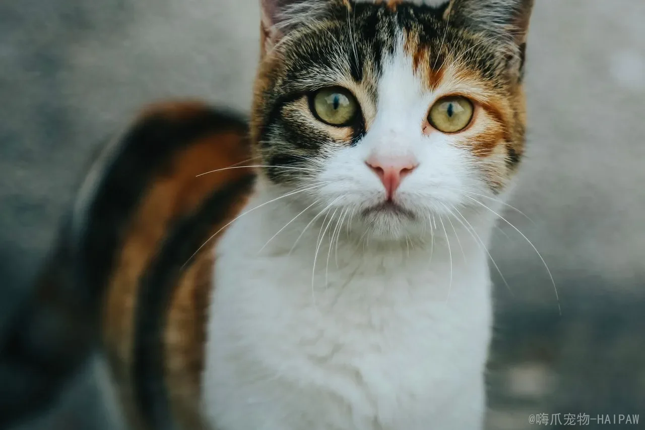 猫砂盆的清洁维护：从日常铲屎到深度清洁的完整节奏