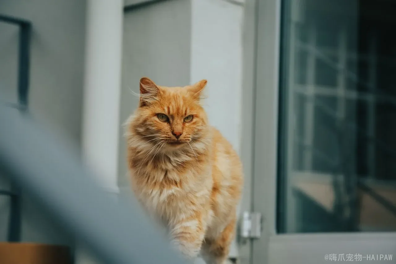 猫窝到底该怎么选？从材质到位置的完整选购思路