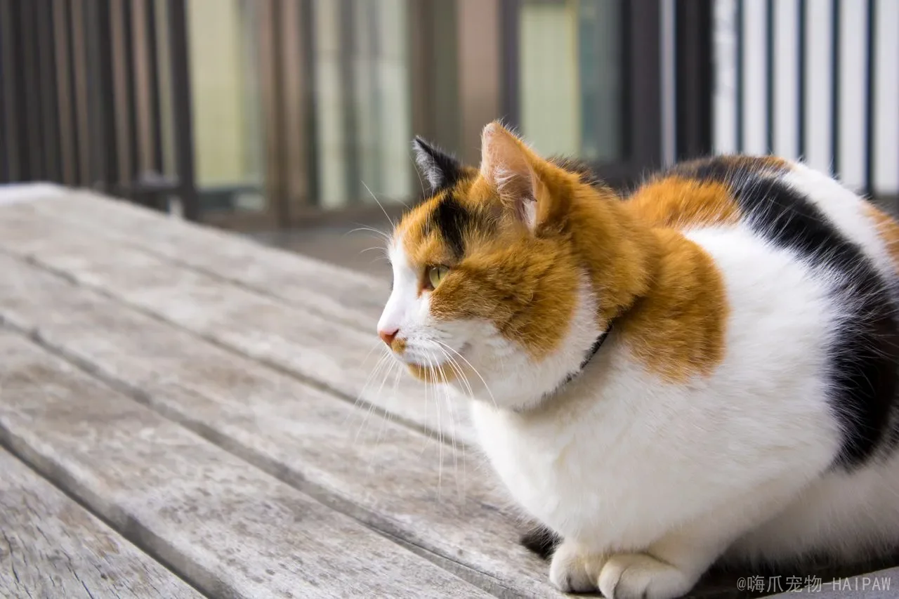 猫的关节健康:从早期信号到日常管理的完整方案 猫的关节健康:从早期信号到日常管理的完整方案
