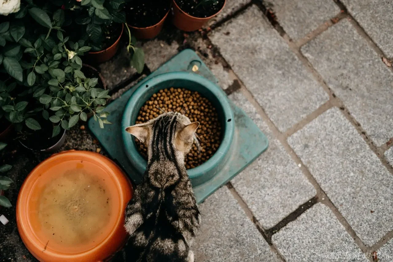 猫为什么喜欢跟着你上厕所？从领地意识到的分离焦虑的完整解读