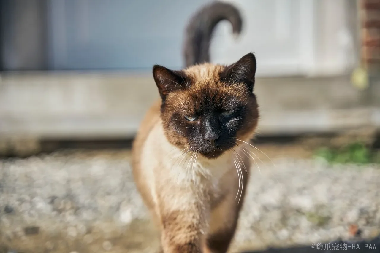 猫的鼻子干湿到底意味着什么？从健康信号到常见误区的完整解读