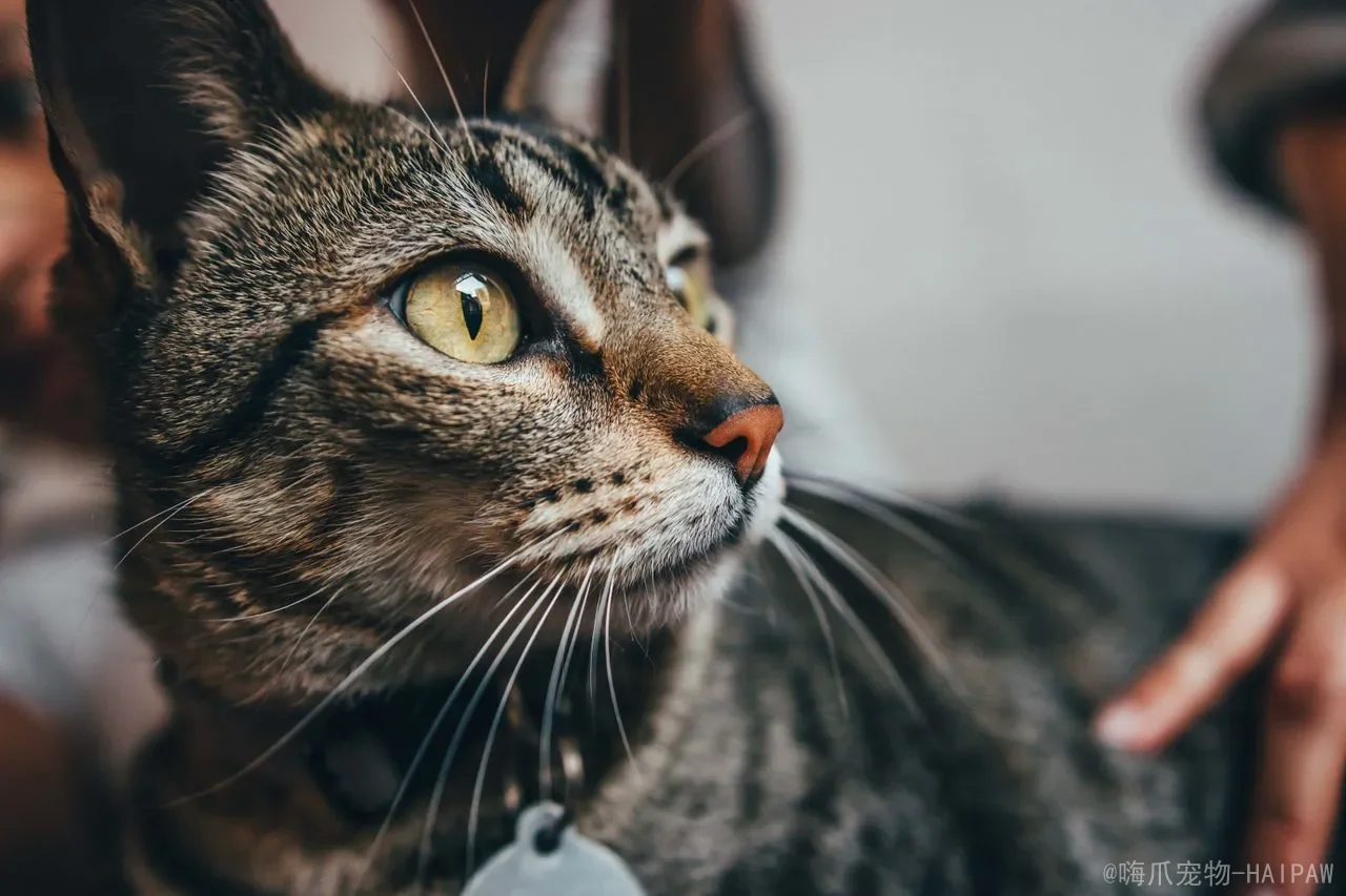 猫的自动喂食器到底该不该买？从便利性到猫健康的完整分析