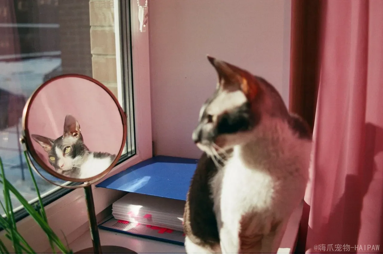 猫的脂肪需求：从能量来源到脂肪酸平衡的完整分析