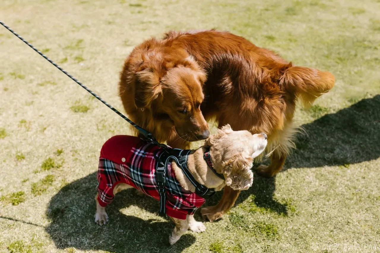 狗狗疫苗怎么打？幼犬驱虫和接种时间表+5个常见误区，新手别因漏针害了狗