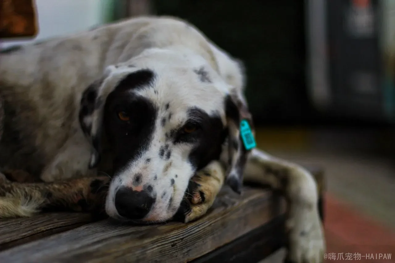 狗狗耳朵怎么清理才不伤？垂耳犬和立耳犬护理差很多