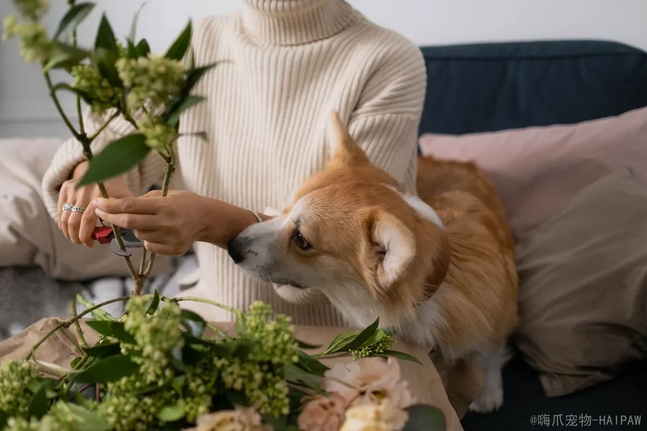 狗狗指甲修剪避坑指南：一次剪到血线，可能让它终身恐惧剪指甲