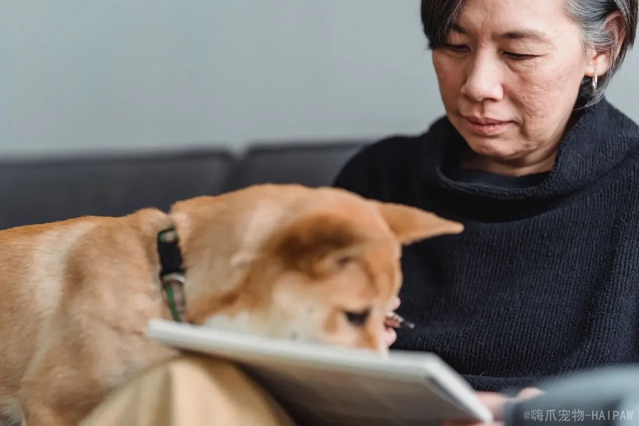 正向强化与惩罚式训练究竟差在哪？对比1000只狗狗的行为数据后，我沉默了