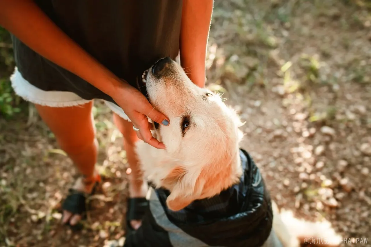 狗狗老年犬照护全指南：从关节管理到认知功能的完整方案