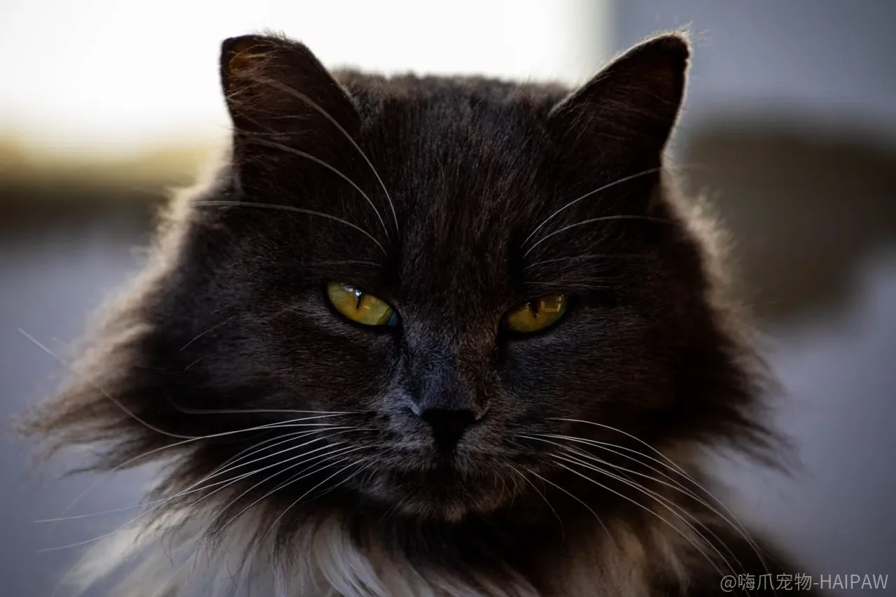 猫的尾巴到底在说什么？从姿态到动作的完整解读