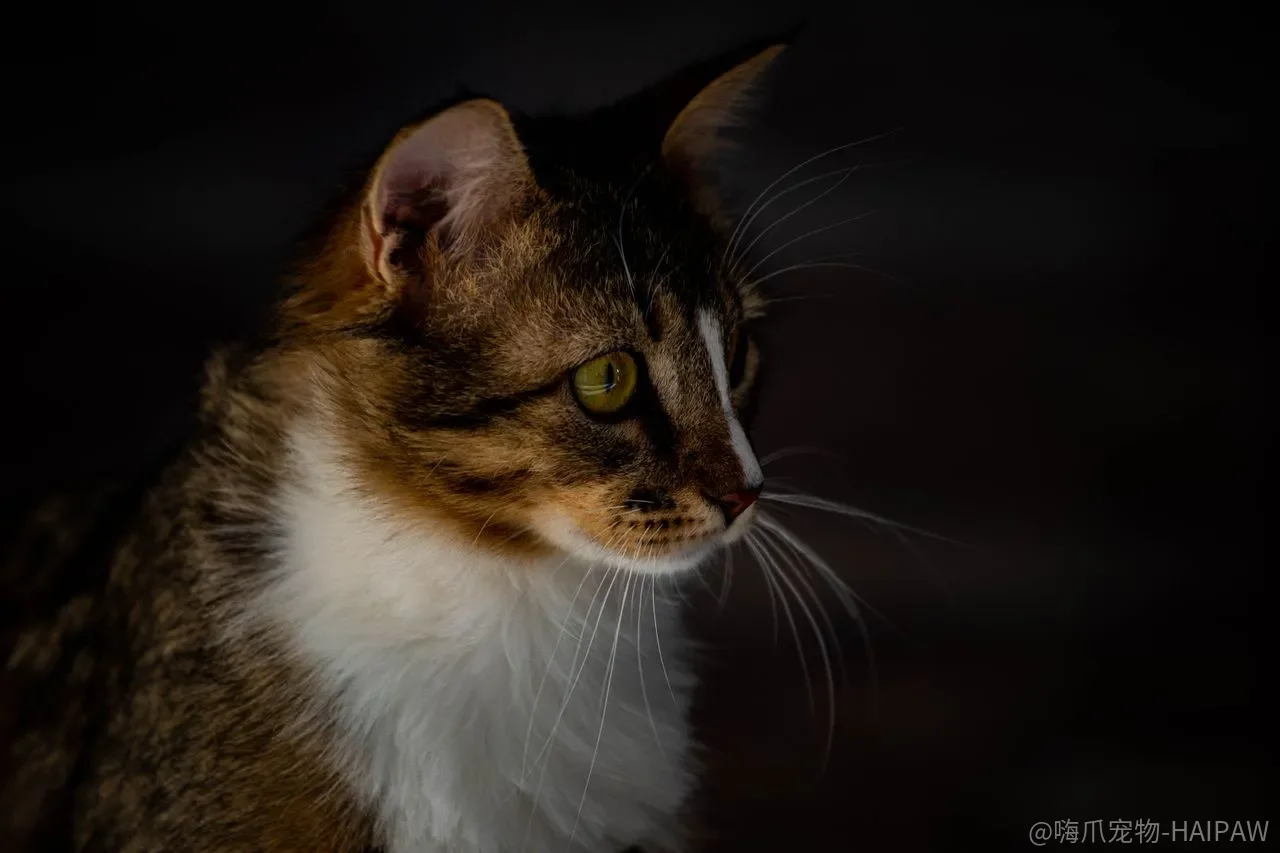 猫的口腔检查：从日常观察到专业洁牙的完整思路