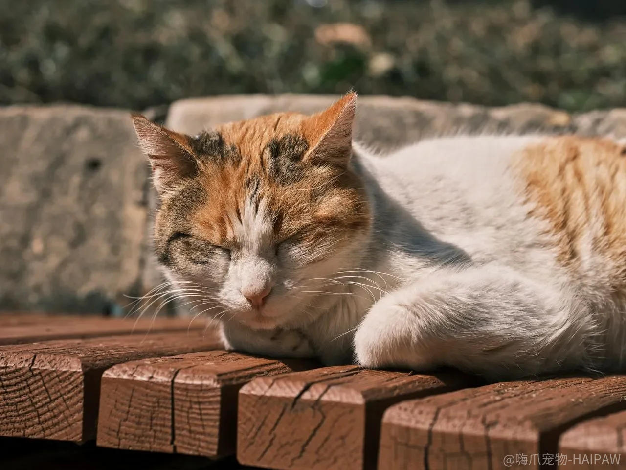猫的泪痕到底该怎么处理？从成因到日常清洁的完整方案