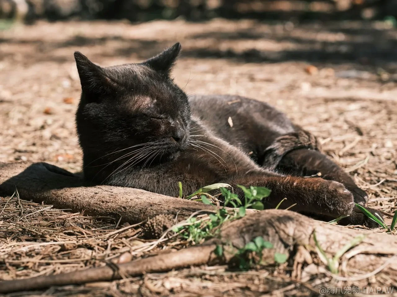 猫的牛磺酸需求：为什么这种氨基酸对猫如此特殊