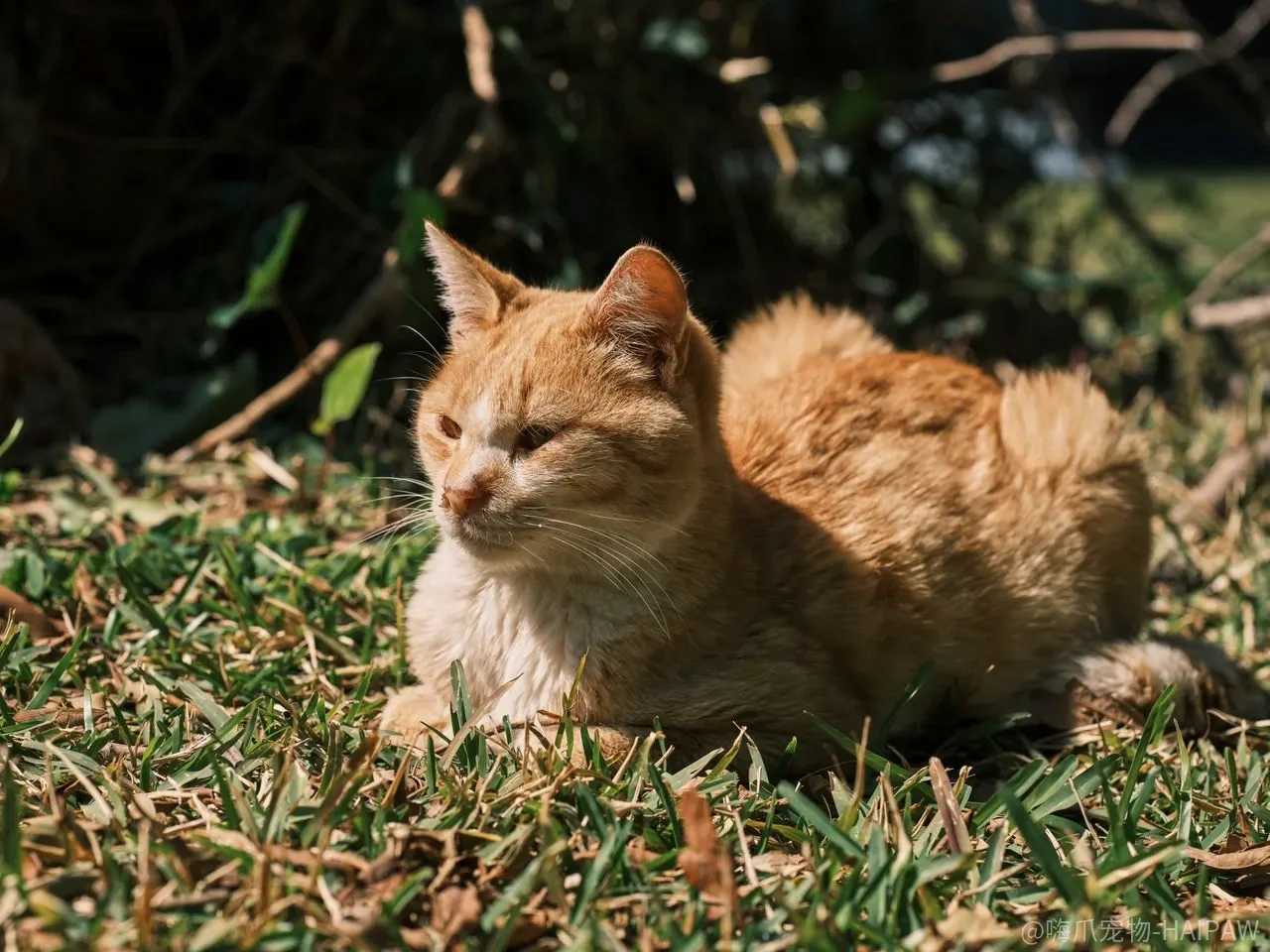 猫的慢性呕吐:从偶发到持续的完整排查思路 猫的慢性呕吐:从偶发到持续的完整排查思路