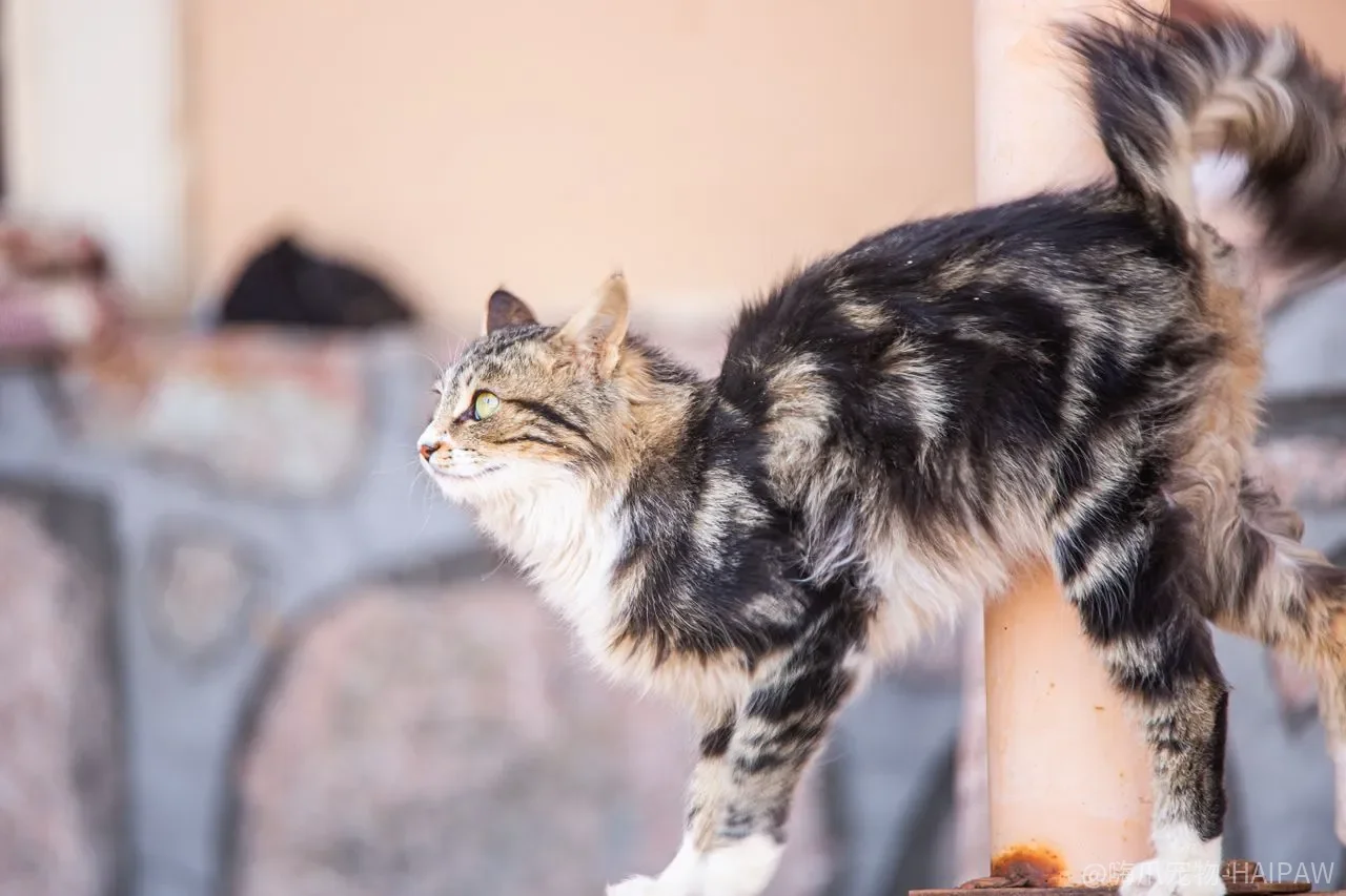 猫的洗澡替代方案：从免洗泡沫到湿毛巾的完整操作