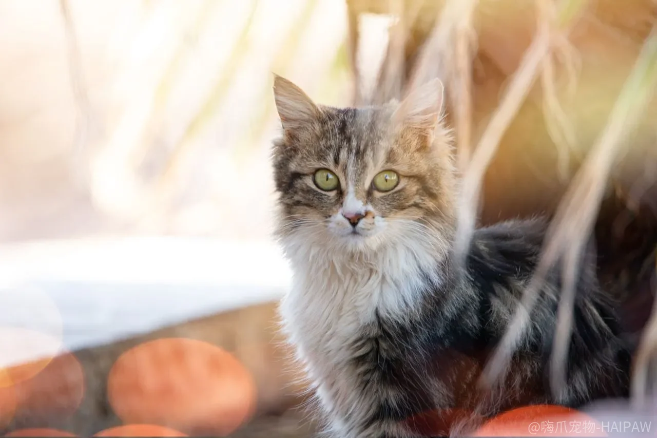 猫的眨眼和凝视：从缓慢眨眼到盯视的完整解读