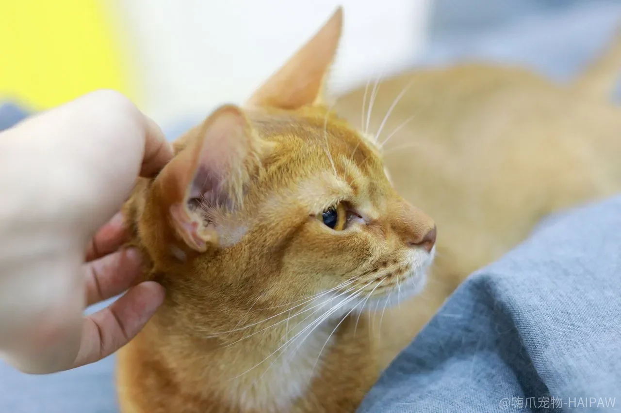 猫咪洗完澡耳朵发臭只是进水了？别等耳道化脓才后悔，耳部护理全流程请收好