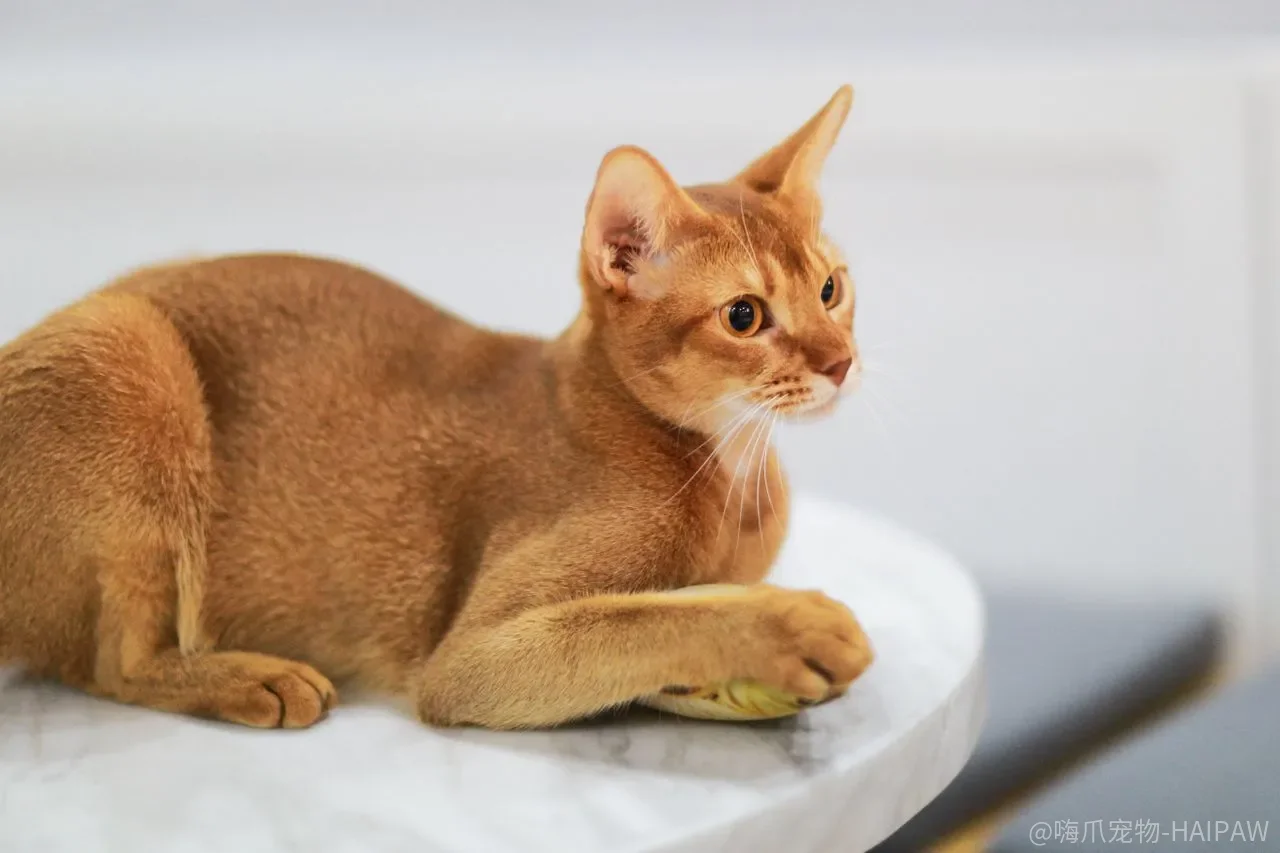 猫咪营养膏到底该不该喂？别乱补，这五类猫才真正需要