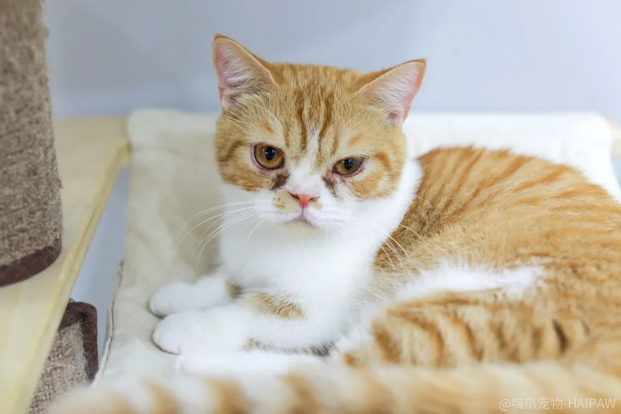 猫咪恨主人的十种表现？别急着对号入座，这些行为背后的真相和你想的完全不一样