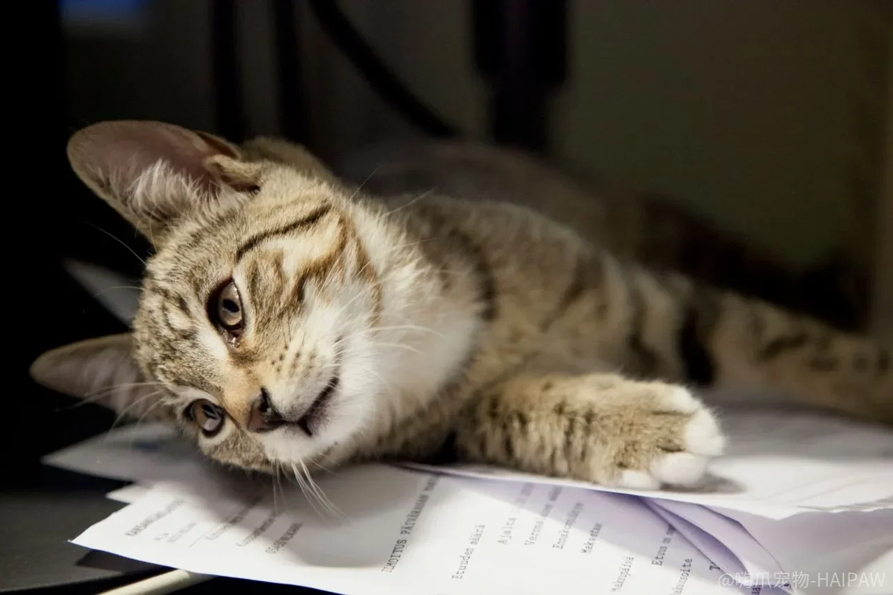 出门后猫咪在家哀嚎拆家？分离焦虑不是“黏人”，这套脱敏方案帮你搞定