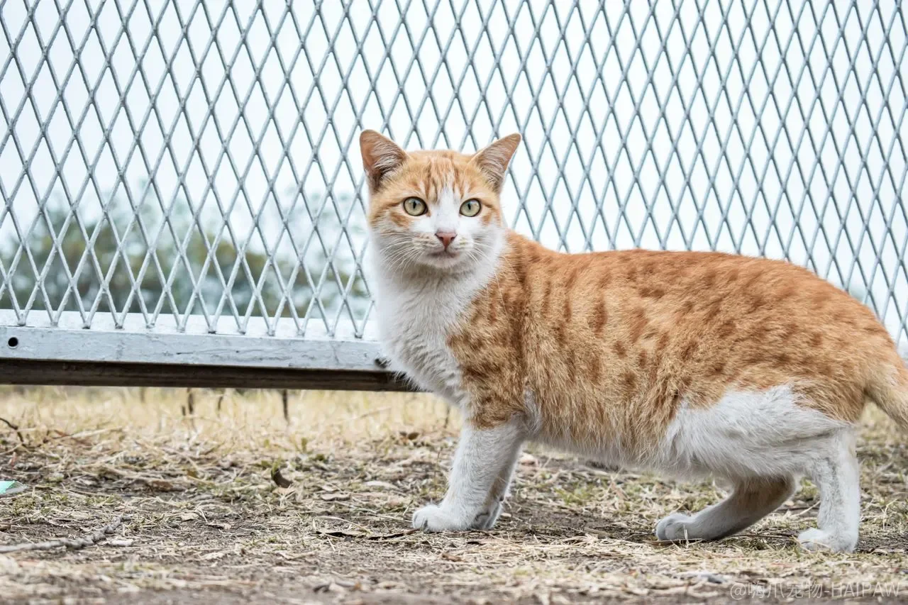 猫咪总是生病？别只顾着打针吃药，提升免疫力才是根本