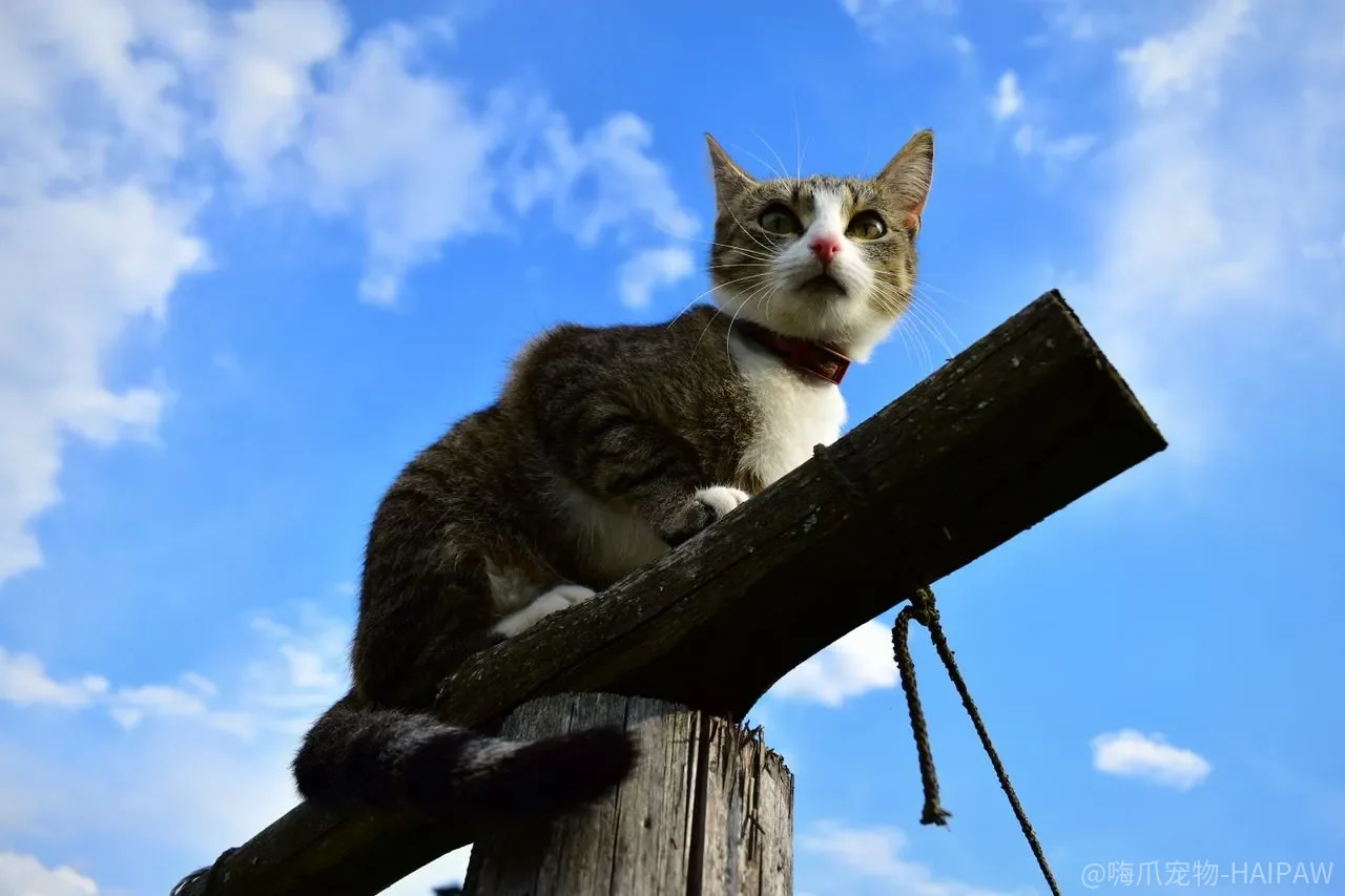 给猫洗澡像打仗？别硬来，从猫咪的视角看懂它到底在怕什么