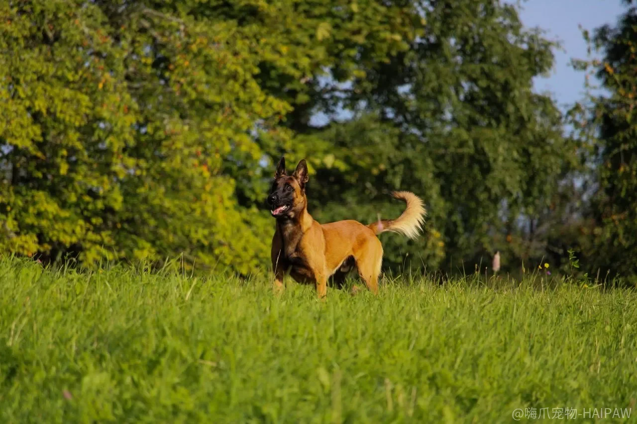 马犬几个月认主人？三个月是关键期，错过这个窗口再想建立信任就难了