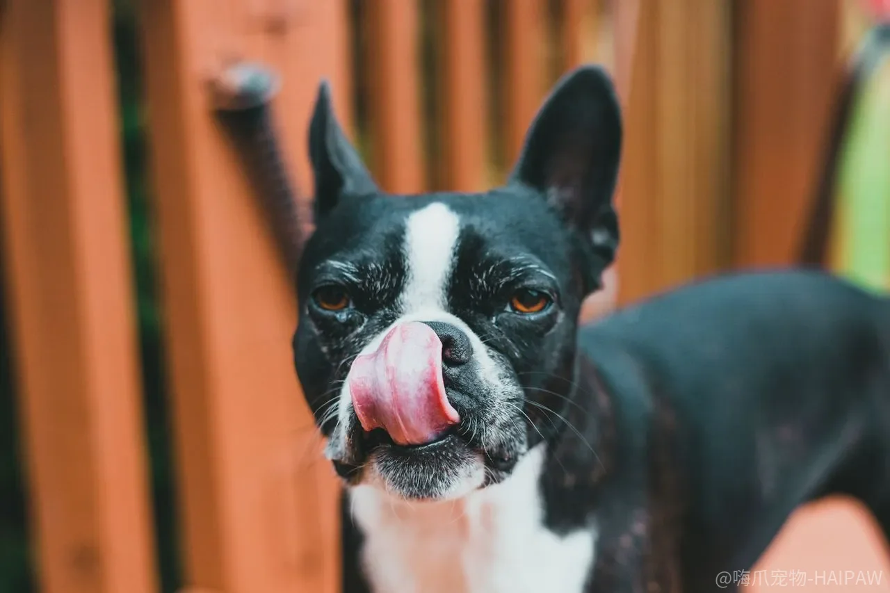 狗冬天在笼子里要保暖吗？短毛犬和幼犬不保暖，冻出病来后悔都来不及