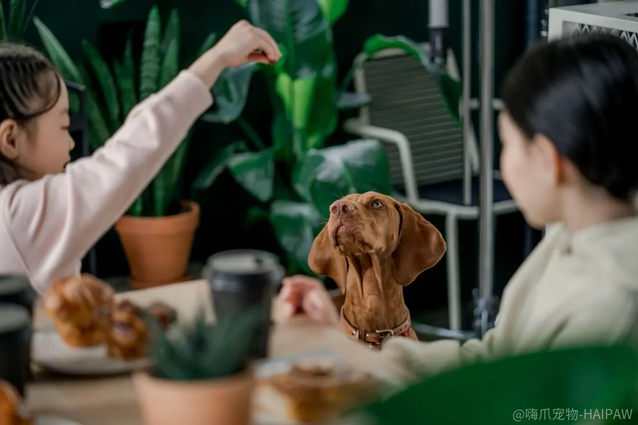 犬细小病毒与犬瘟热凶险程度对照：十年临床兽医的急诊实录与抢救时间轴