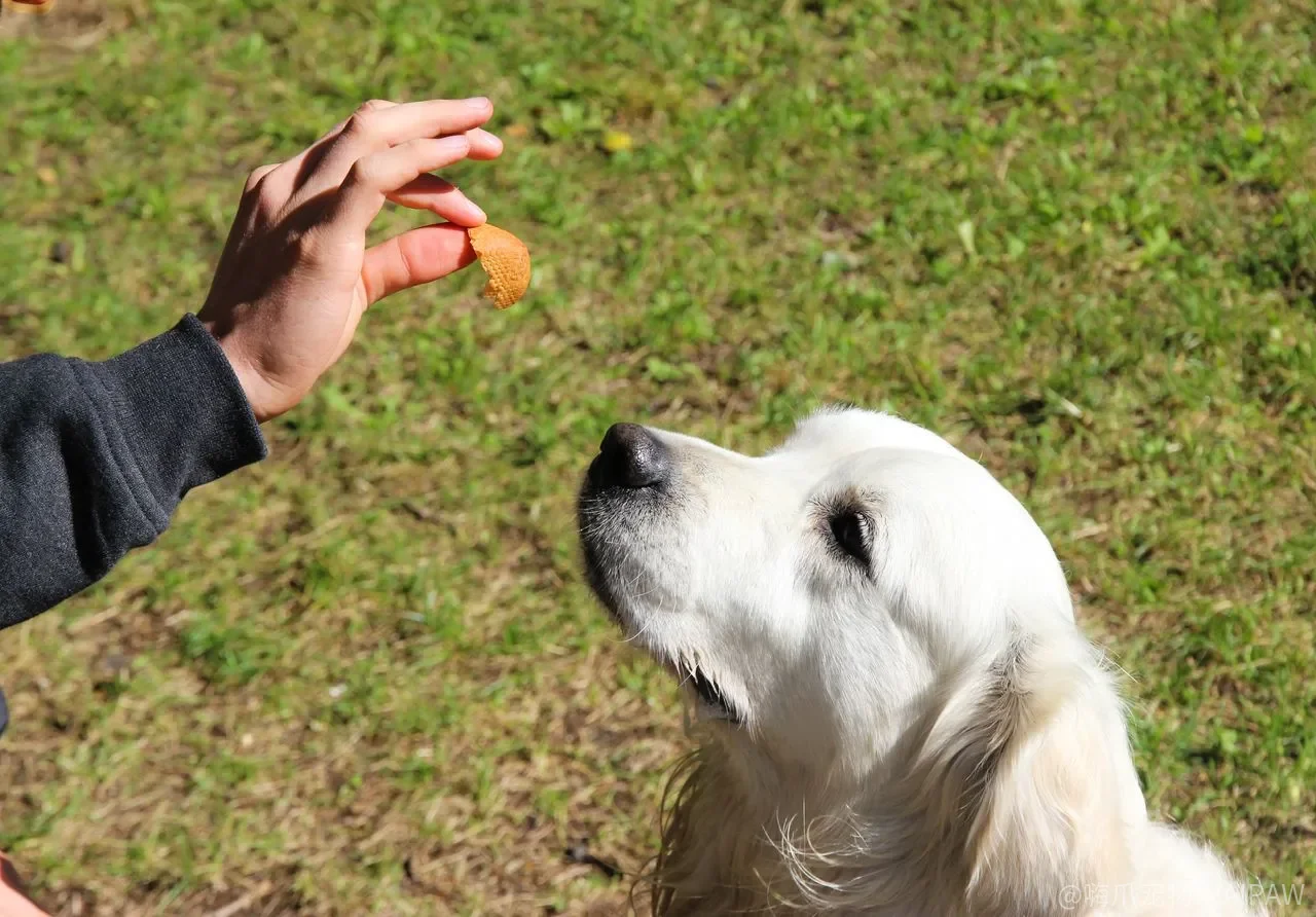 新手养幼犬全流程指南:首针疫苗和驱虫到底第几个月做?不吃狗粮夜里咬家具怎么破局 新手养幼犬全流程指南:首针疫苗和驱虫到底第几个月做?不吃狗粮夜里咬家具怎么破局