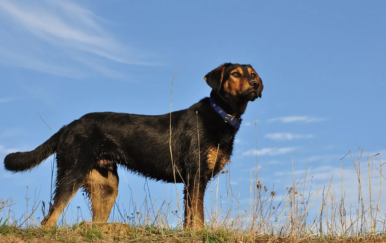 训犬方法入门：奖励、惩罚、诱导、模仿，四种方法哪种最适合你的狗？