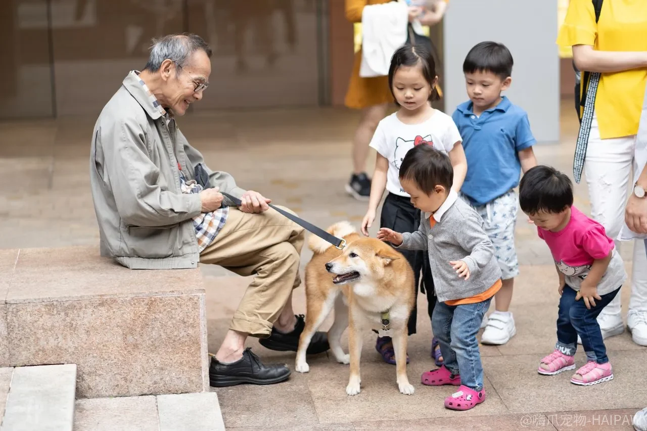贵宾犬咬人怎么办？别纵容也别打骂，这五步从根源纠正咬人习惯