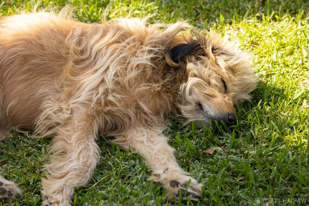 犬细小病毒怎么预防？别等幼犬拉血才后悔，这10个方法一个比一个关键