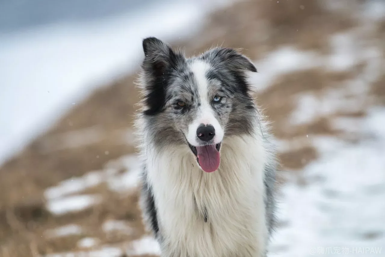 牧羊犬怎么训练？坐下、随行、定点排泄，三个基础科目一次讲透