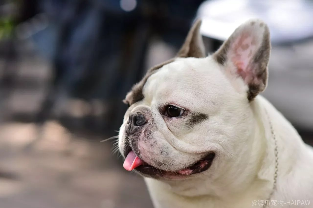 斗牛犬护食怎么办？别等它咬伤家人才后悔，这三个步骤从根源解决