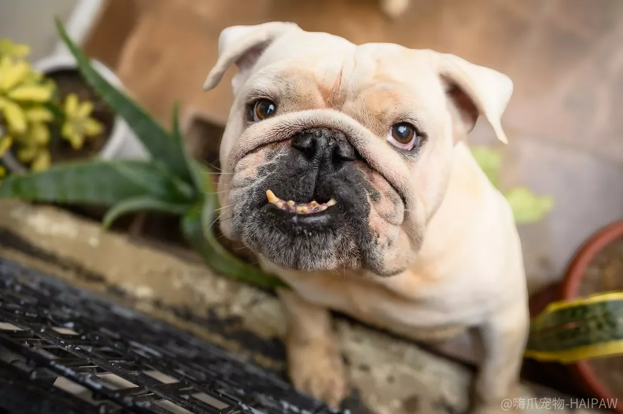 如何教育斗牛犬？两个月是黄金期，错过这个窗口再想教就难了