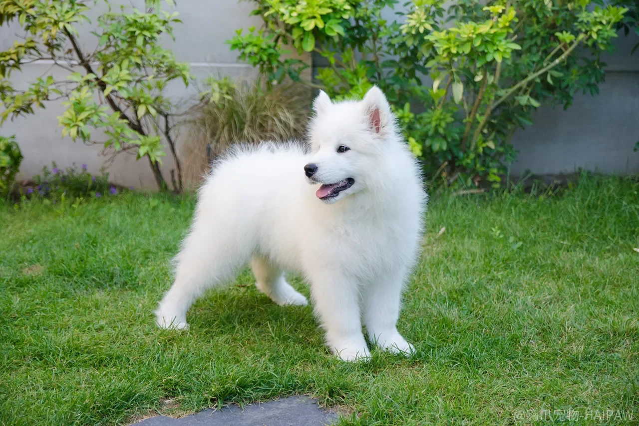 银狐犬不听话怎么办？别只怪它倔，这八种表现说明它在挑战你的地位