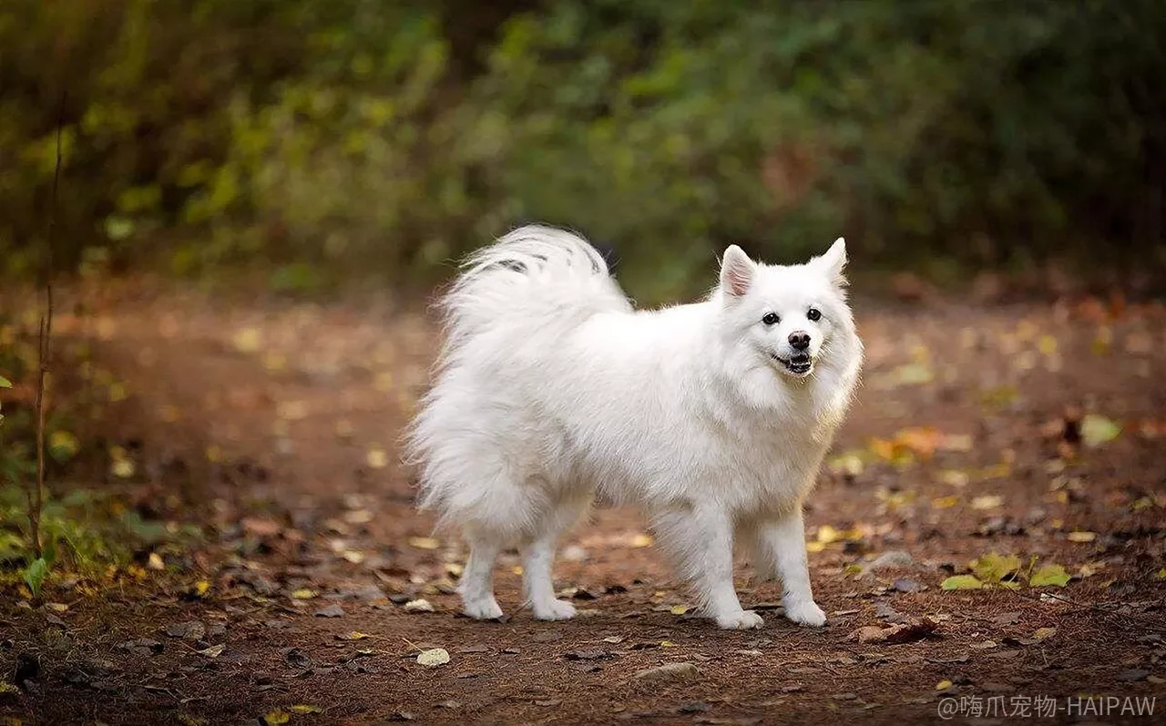 银狐犬过分依赖主人怎么办?别等它嚎到邻居投诉才解决,这九个方法从根源缓解 银狐犬过分依赖主人怎么办?别等它嚎到邻居投诉才解决,这九个方法从根源缓解